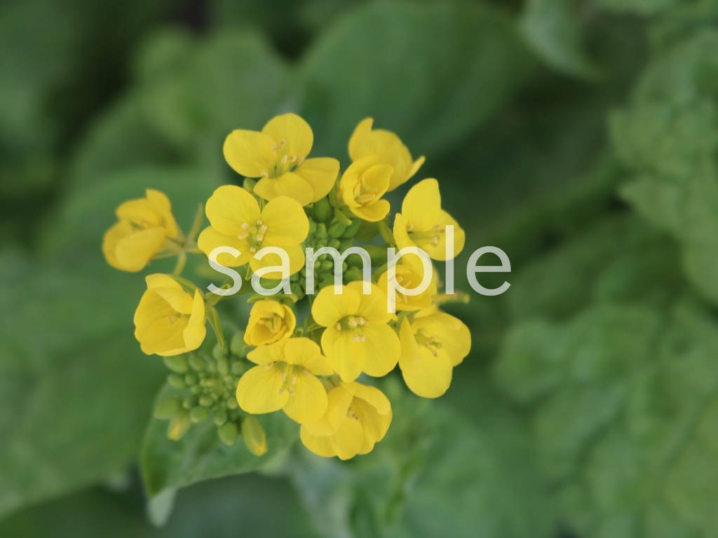 写真素材『菜の花4』