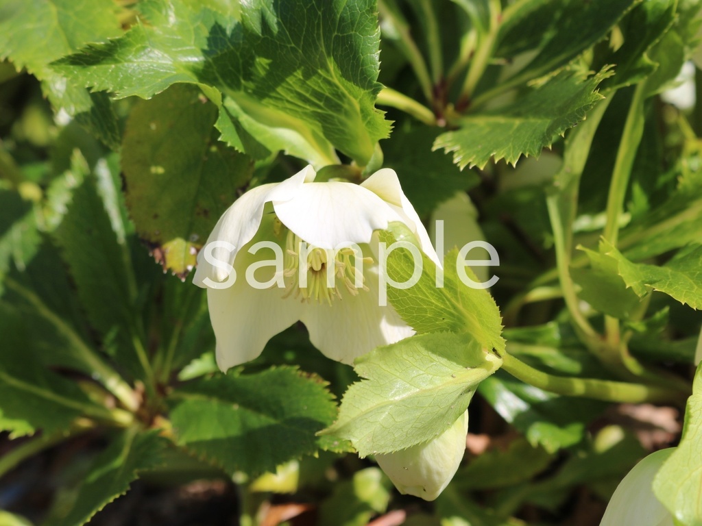 写真素材『白いクリスマスローズ4』