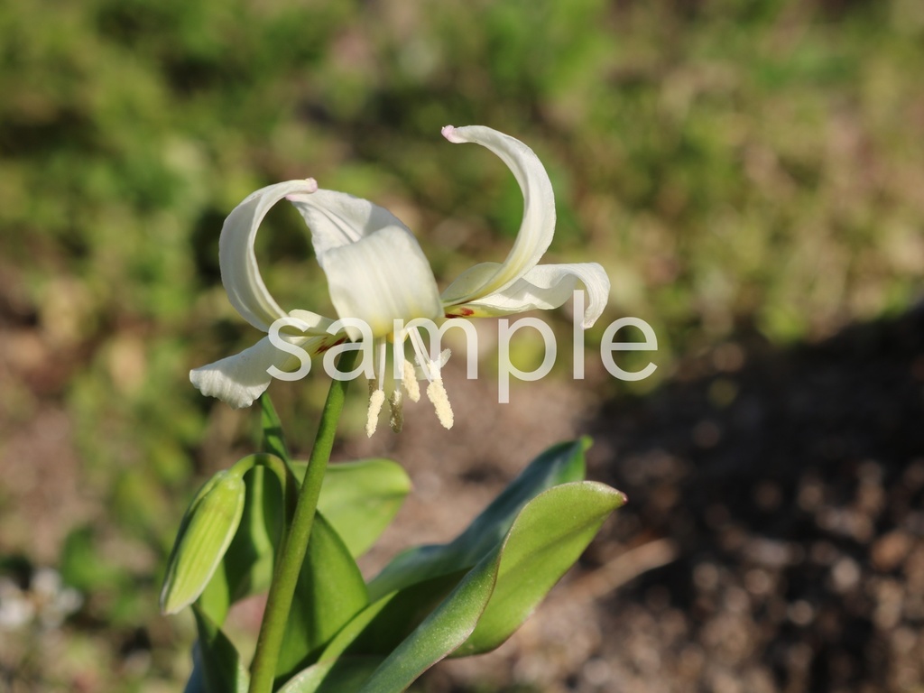 写真素材『白いカタクリ』