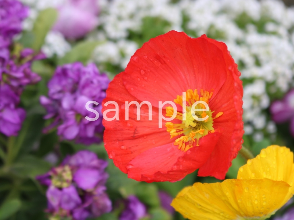 写真素材『赤いポピー』