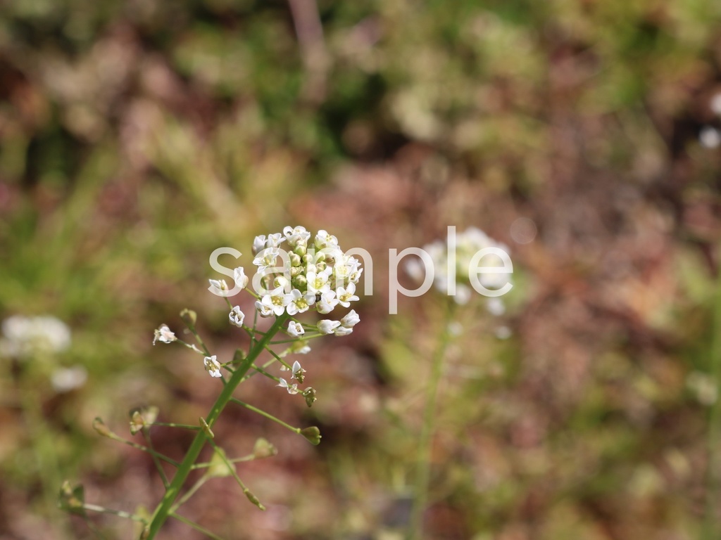 写真素材『ナズナ4』