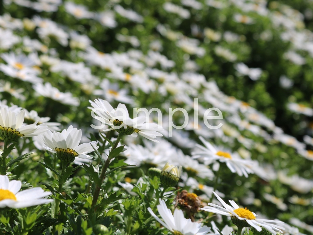 写真素材『ノースポール9』