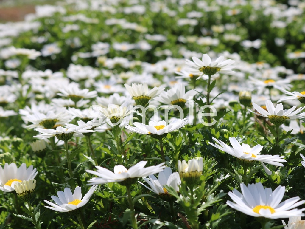 写真素材『ノースポール10』