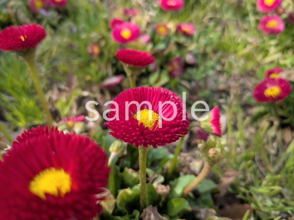 写真素材『赤いデイジー2』