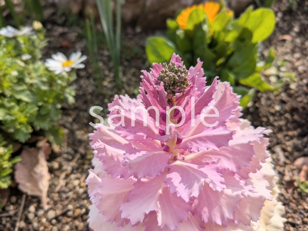 写真素材『菜の花の蕾を付けたハボタン』