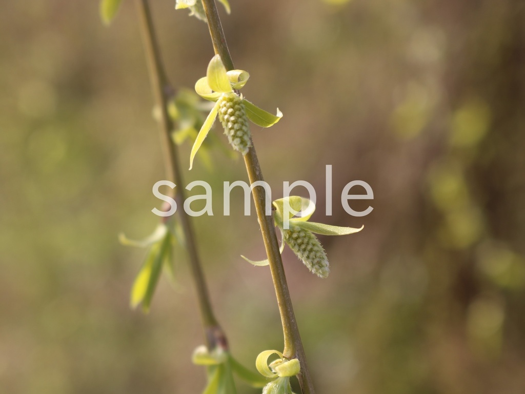 写真素材『シダレヤナギの花』