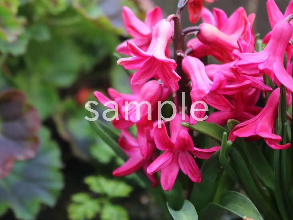 写真素材『ピンクのヒヤシンス3』