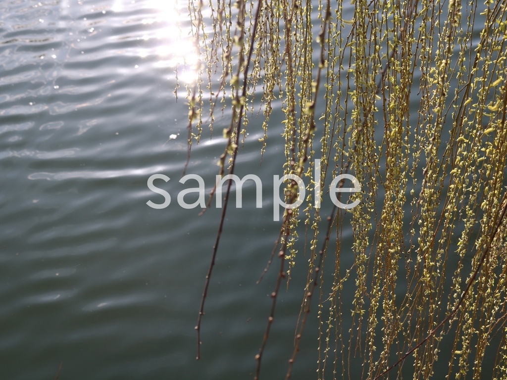 写真素材『水面とヤナギ』