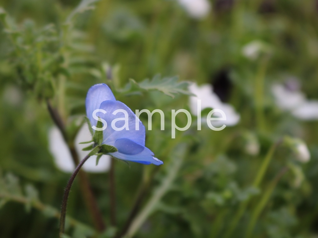 写真素材『青いネモフィラ9』