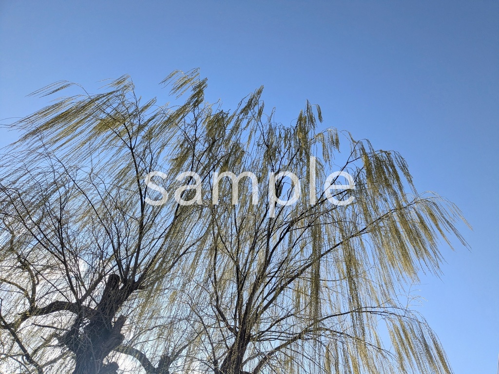 写真素材『柳3』