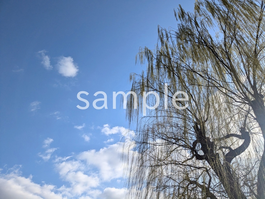 写真素材『柳4』