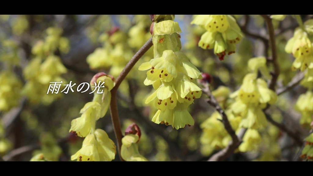 音楽素材『雨水の光』歌もの曲