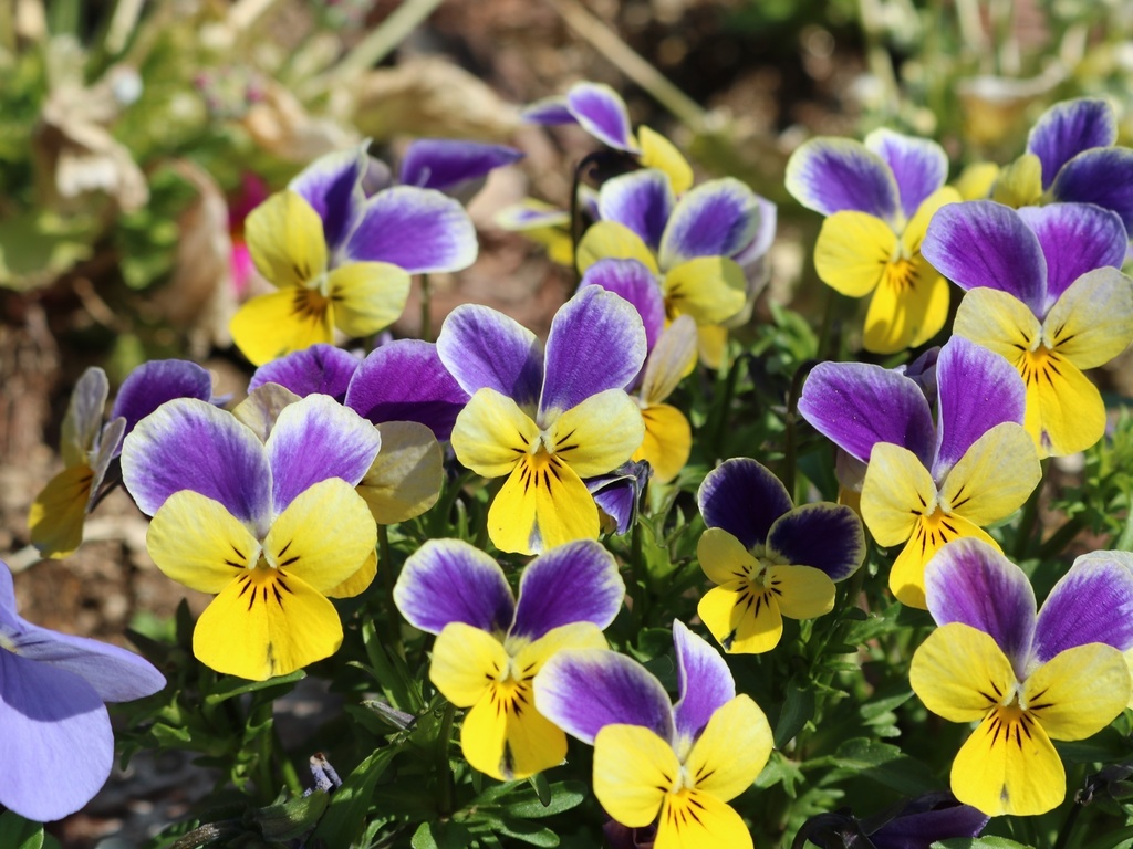 ご支援用|お礼画像『ビオラの写真』付き