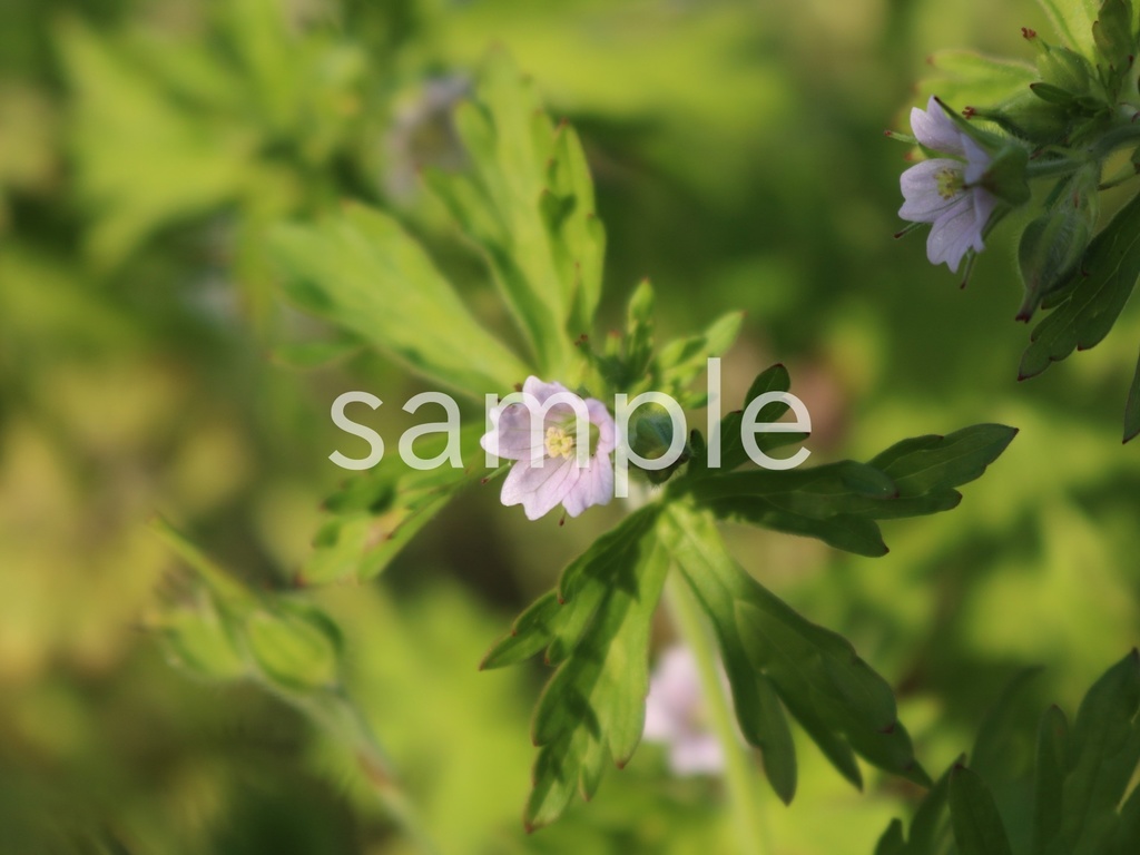 写真素材『アメリカフウロ3』