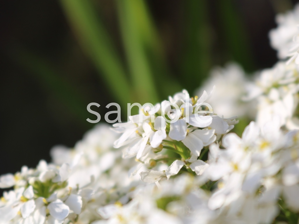 写真素材『イベリス4』