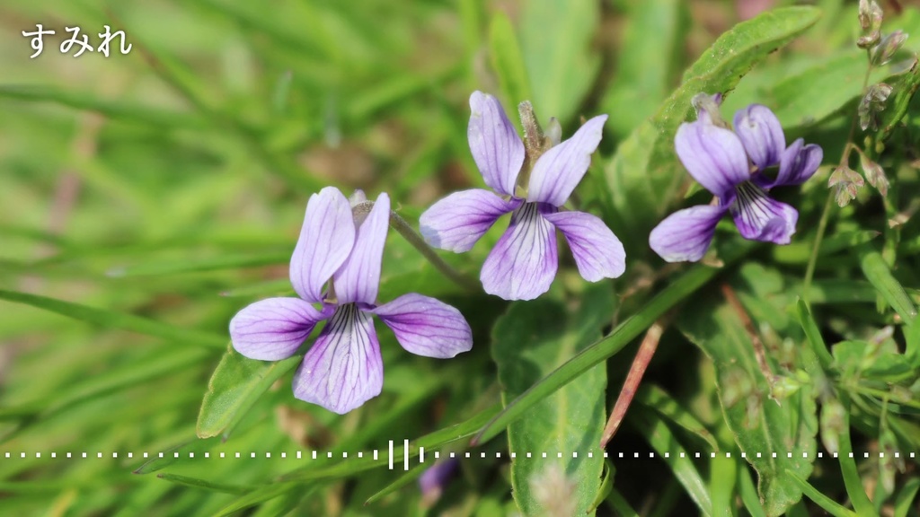 音楽素材『すみれ』BGM曲