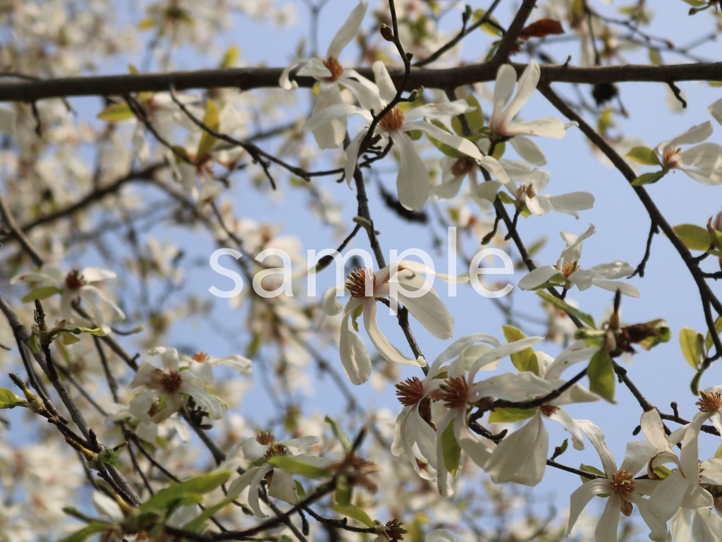 写真素材『コブシ』