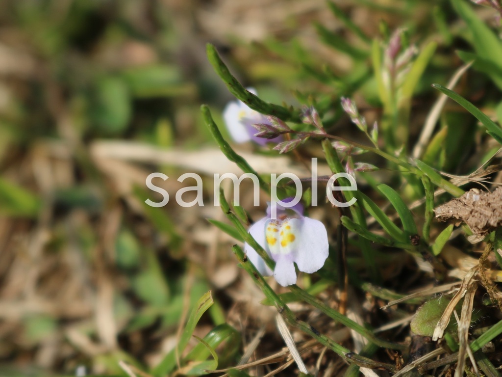 写真素材『トキワハゼ』