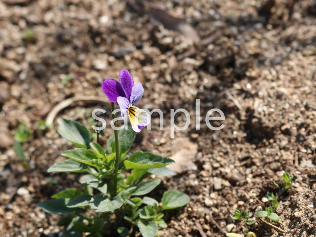 写真素材『ひっそり咲くビオラ』