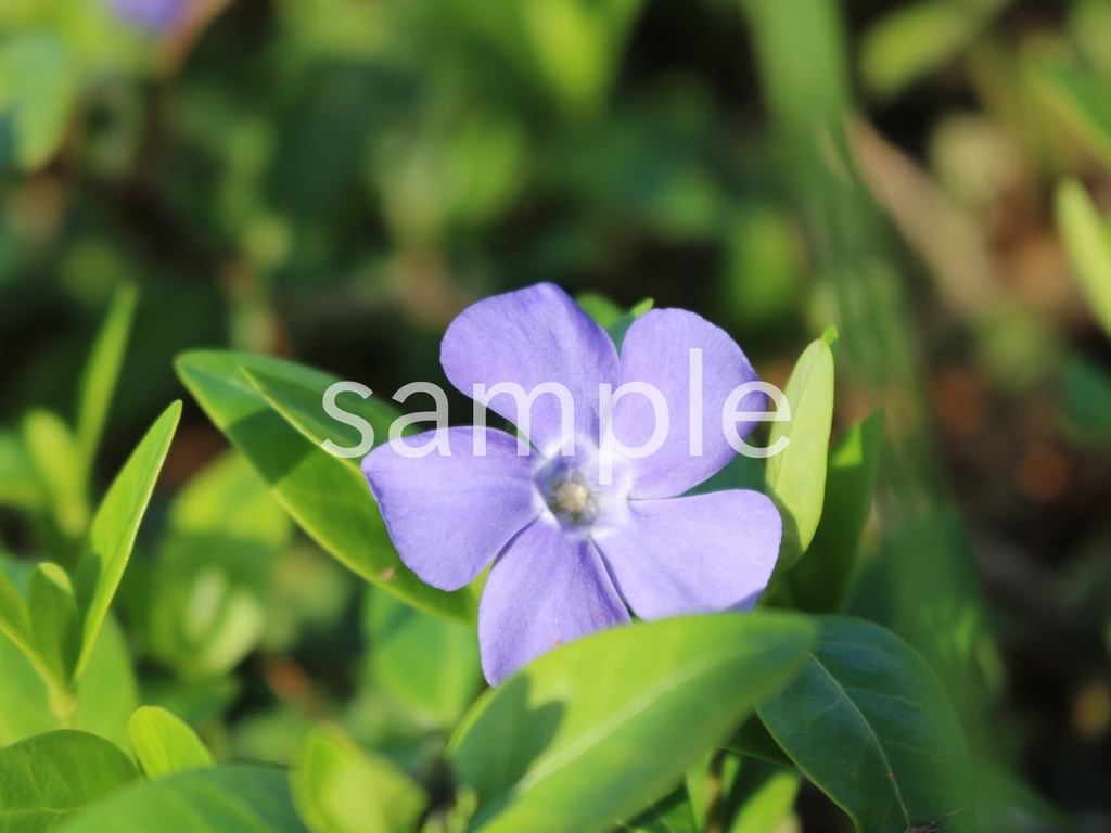 写真素材『ヒメツルニチニチソウ4』