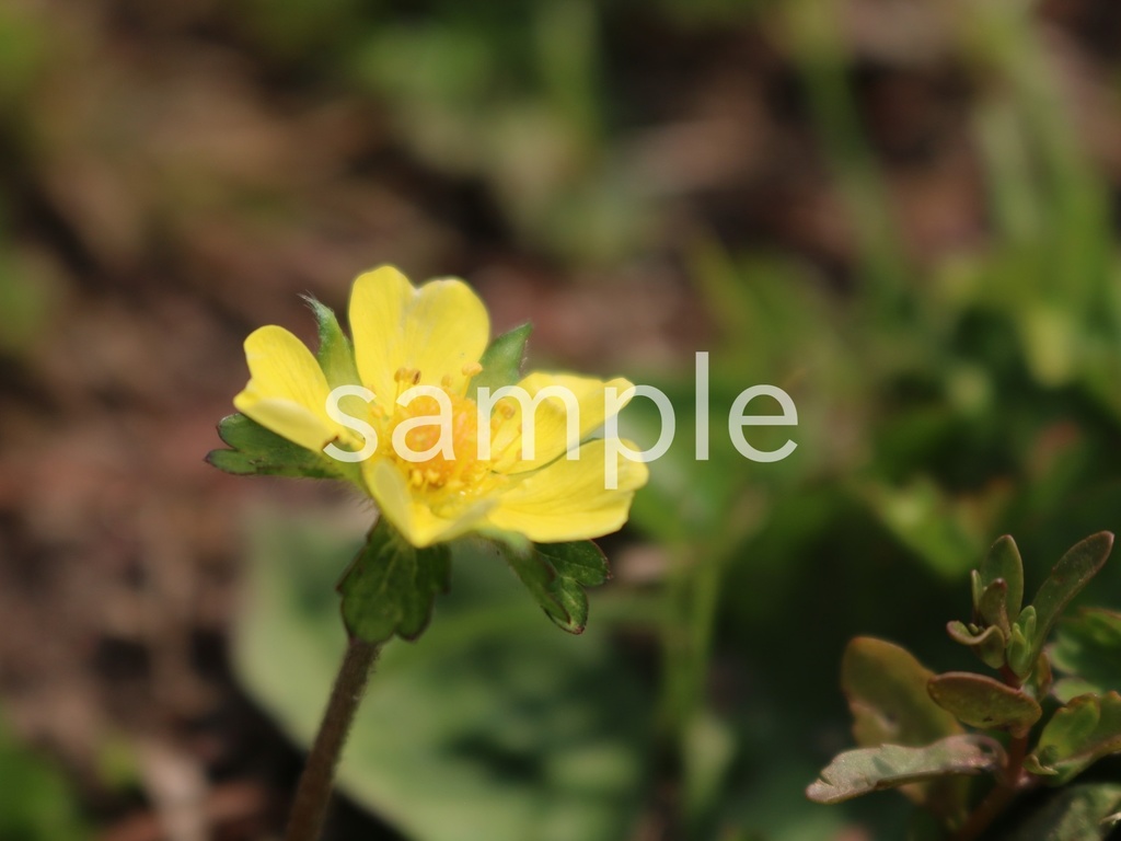 写真素材『ヘビイチゴ』