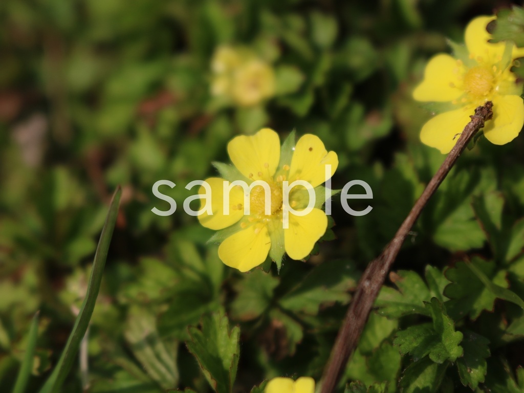 写真素材『ヘビイチゴ2』