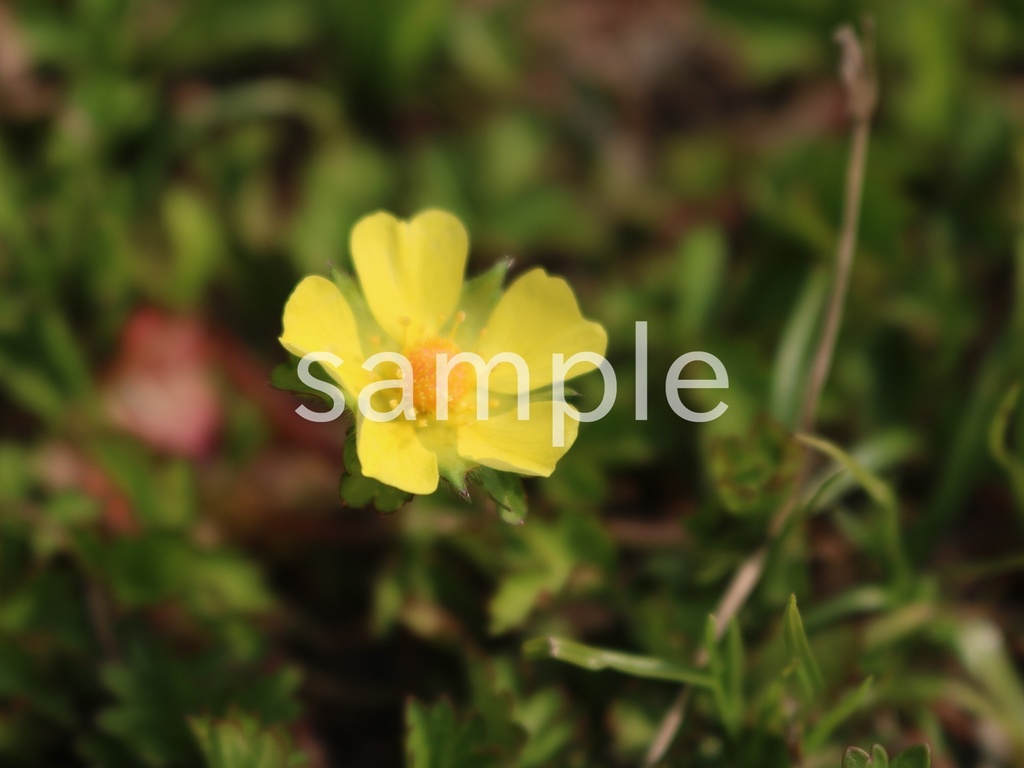 写真素材『ヘビイチゴ3』