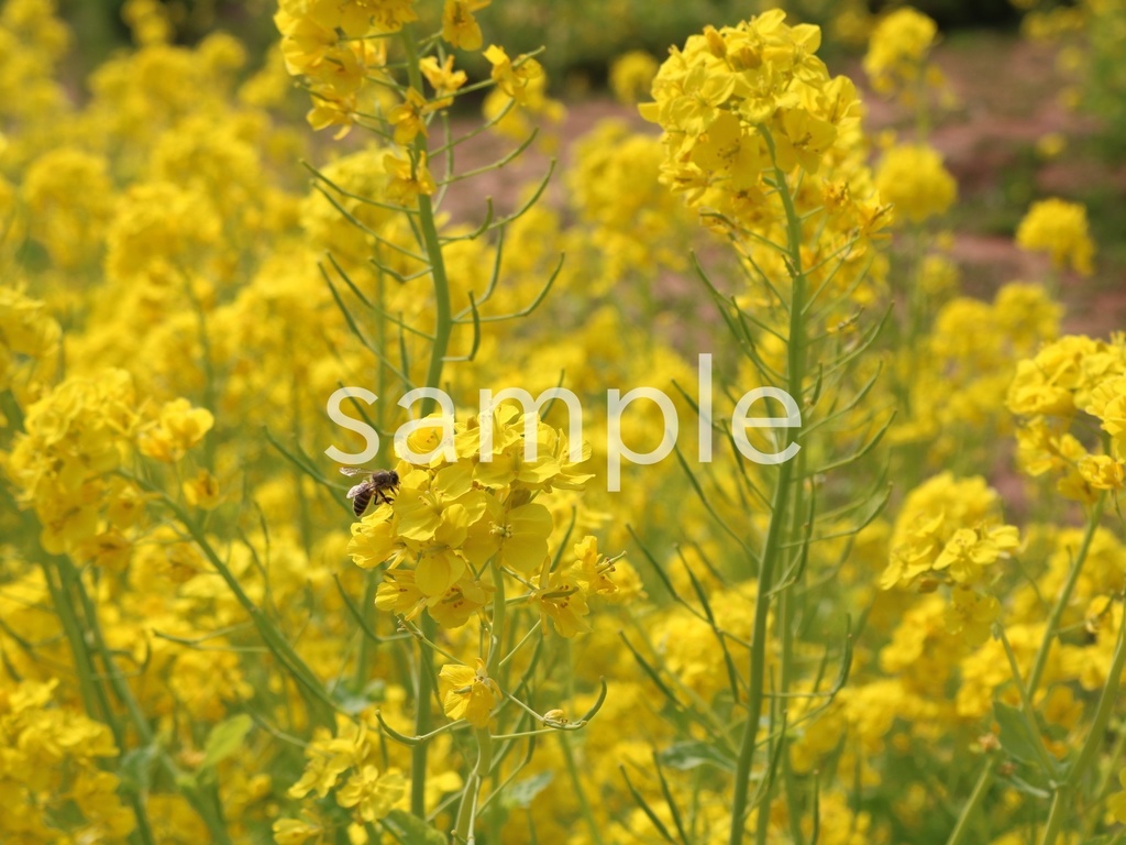 写真素材『ミツバチと菜の花』