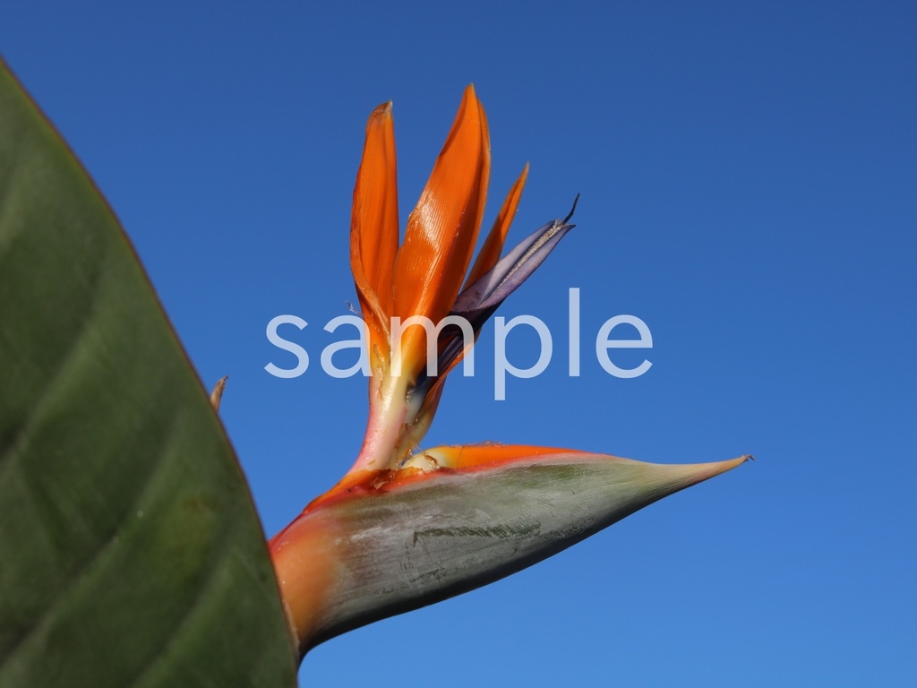 写真素材『オレンジのストレリチア』