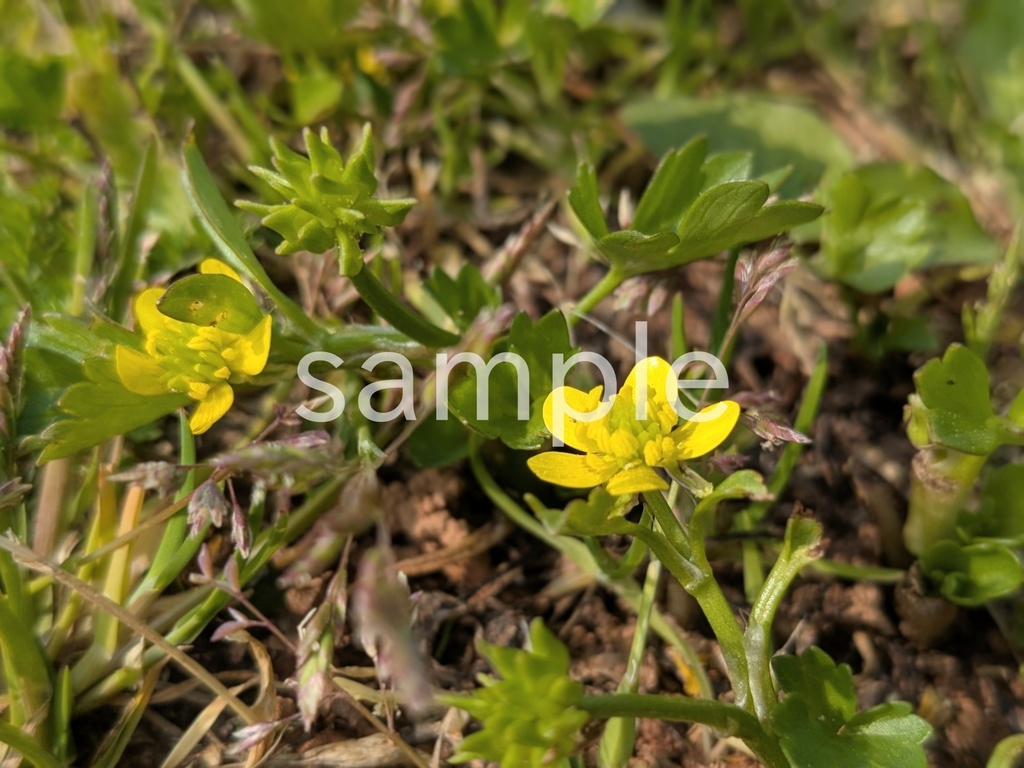 写真素材『トゲミノキツネノボタン』