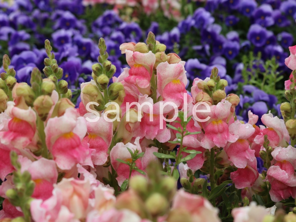 写真素材『ピンクのキンギョソウ6』