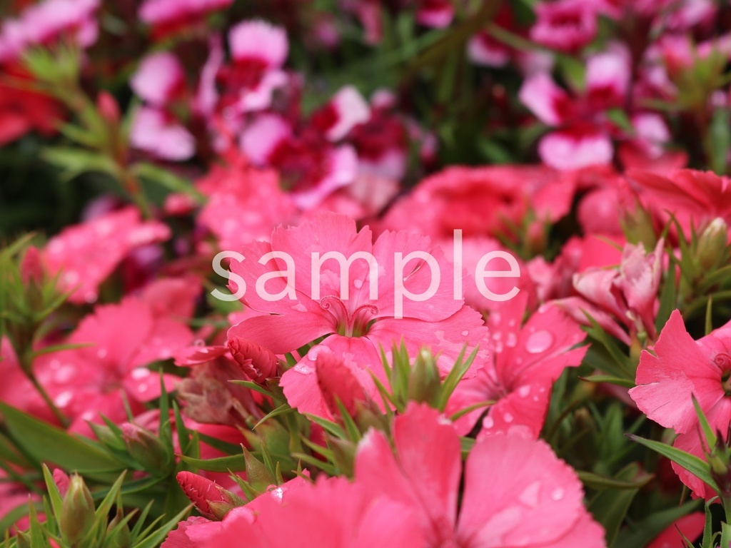 写真素材『ピンクのナデシコ3』