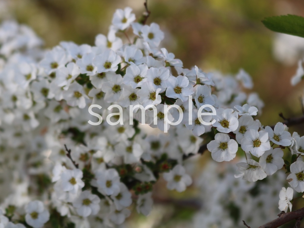 写真素材『ユキヤナギ5』