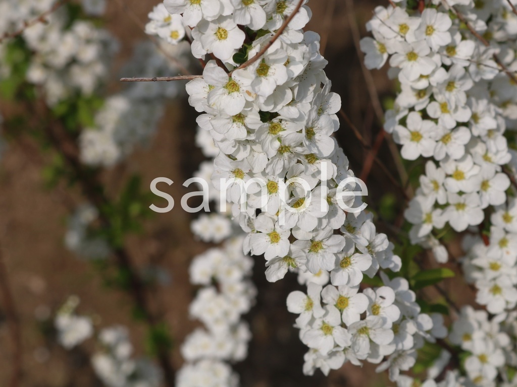 写真素材『ユキヤナギ6』