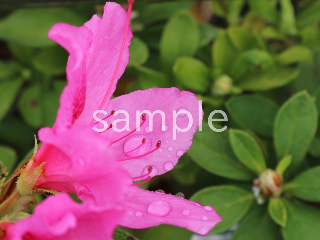 写真素材『雨に濡れたツツジ』