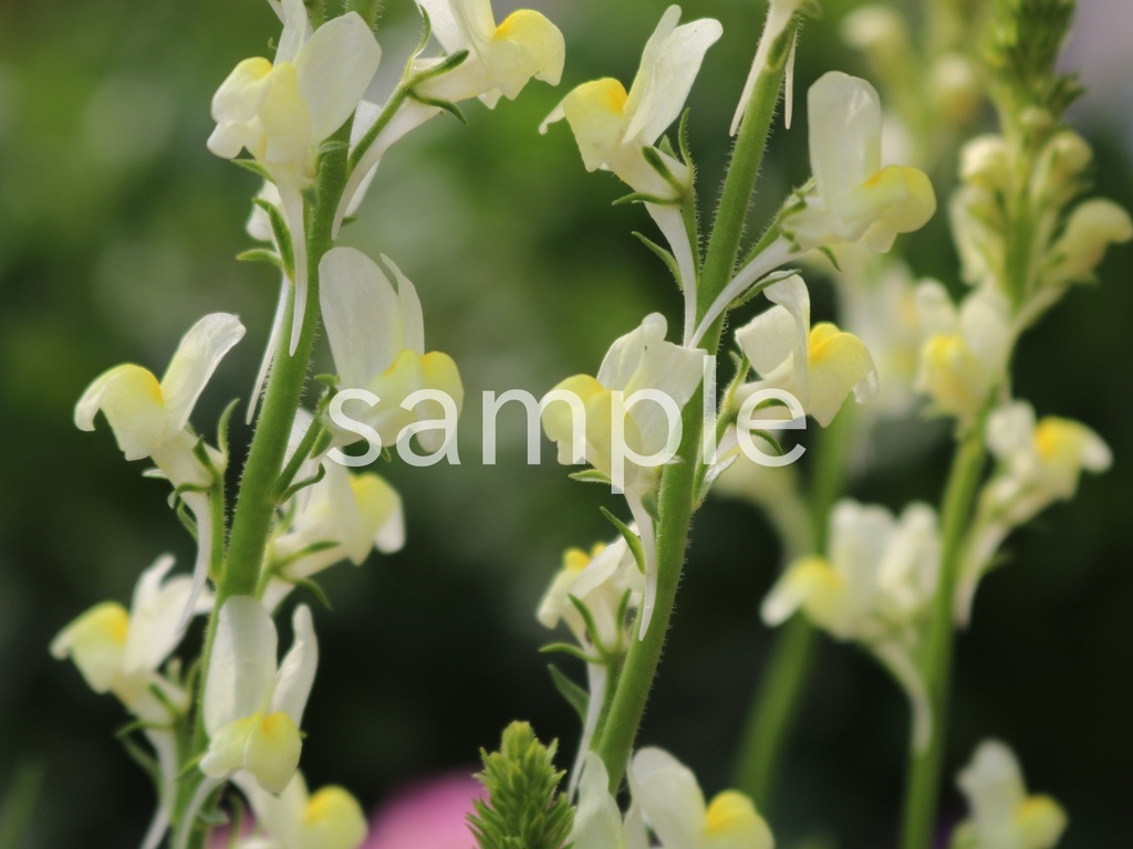 写真素材『黄色いリナリア3』