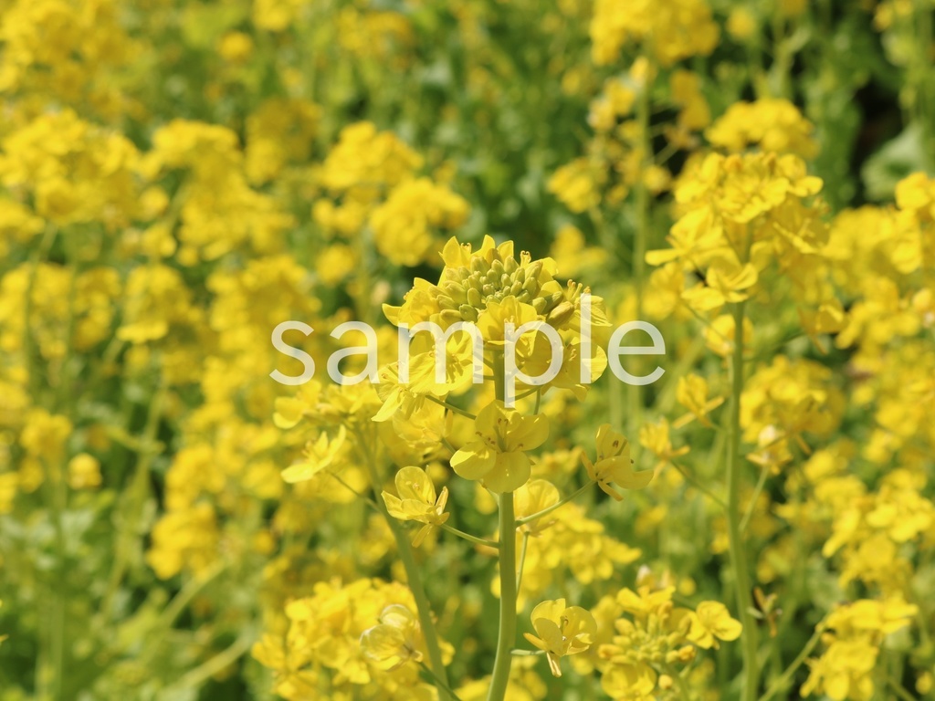 写真素材『菜の花5』