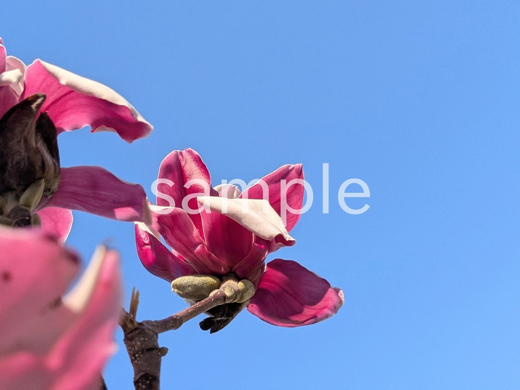 写真素材『錦モクレン』