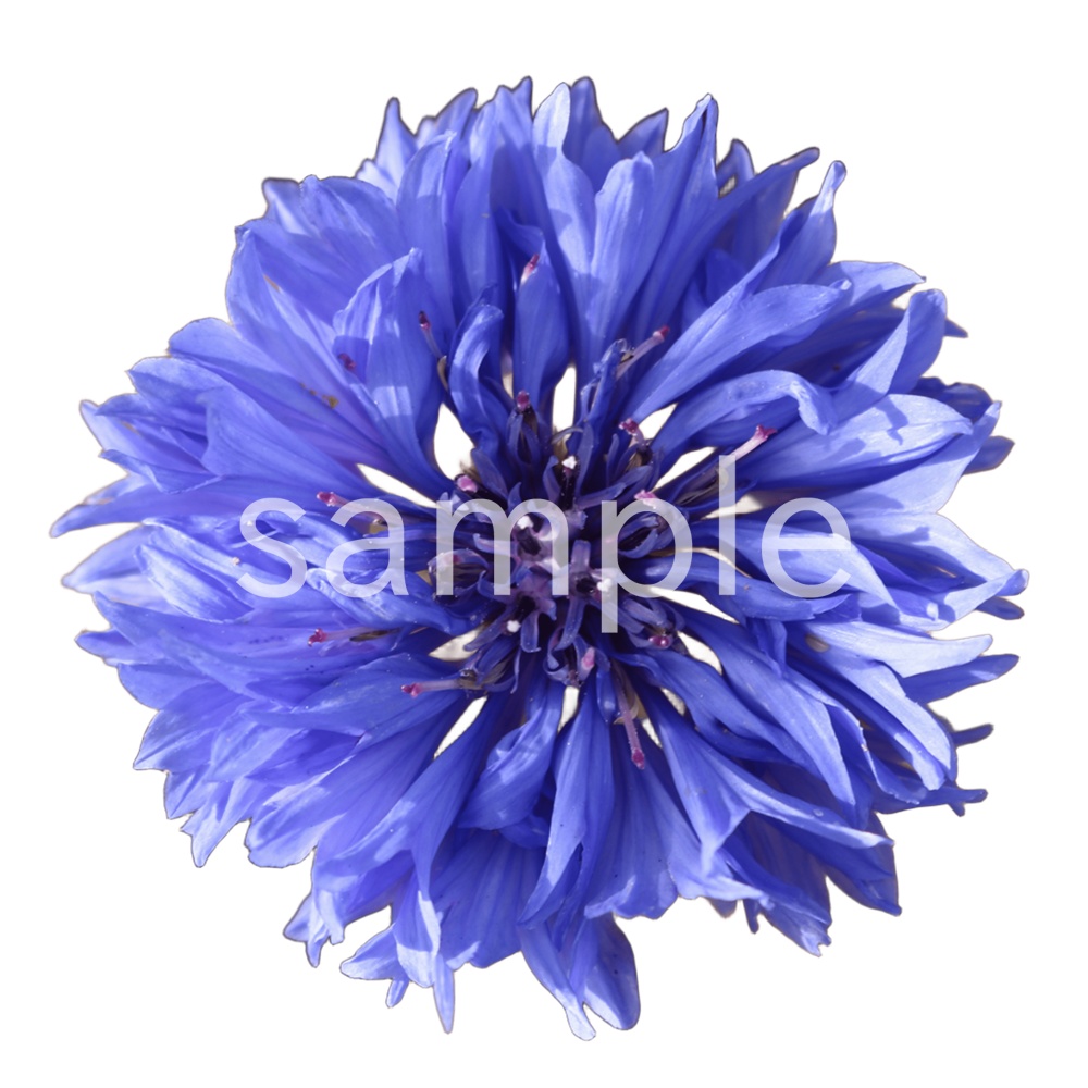 写真素材『ヤグルマギク(切り抜き)』