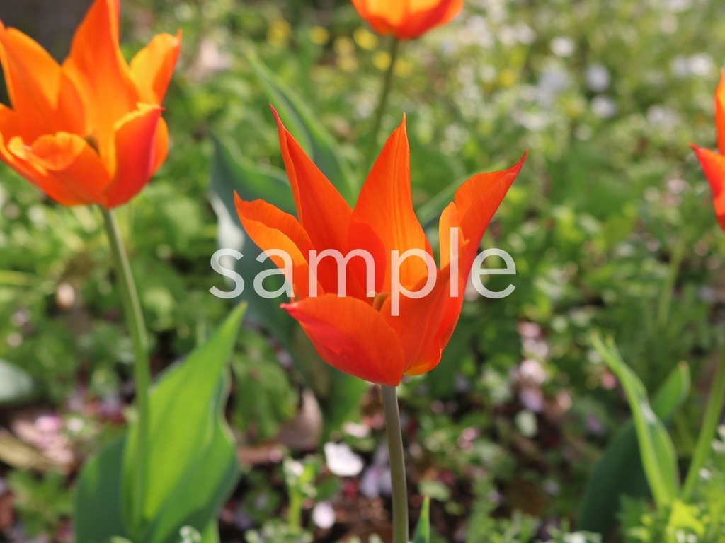 写真素材『オレンジのチューリップ2』