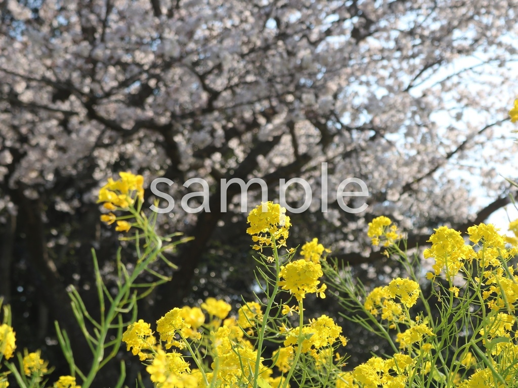 写真素材『桜と菜の花』