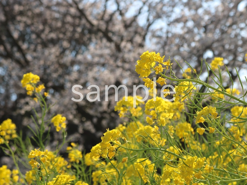 写真素材『桜と菜の花2』