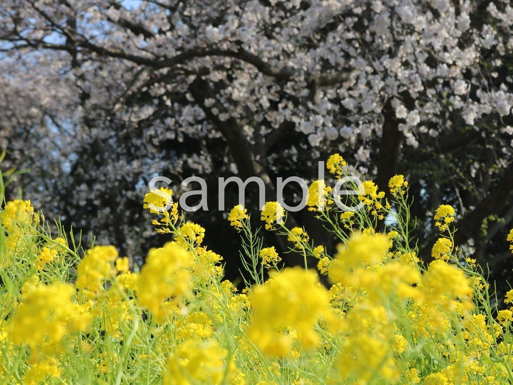 写真素材『桜と菜の花3』