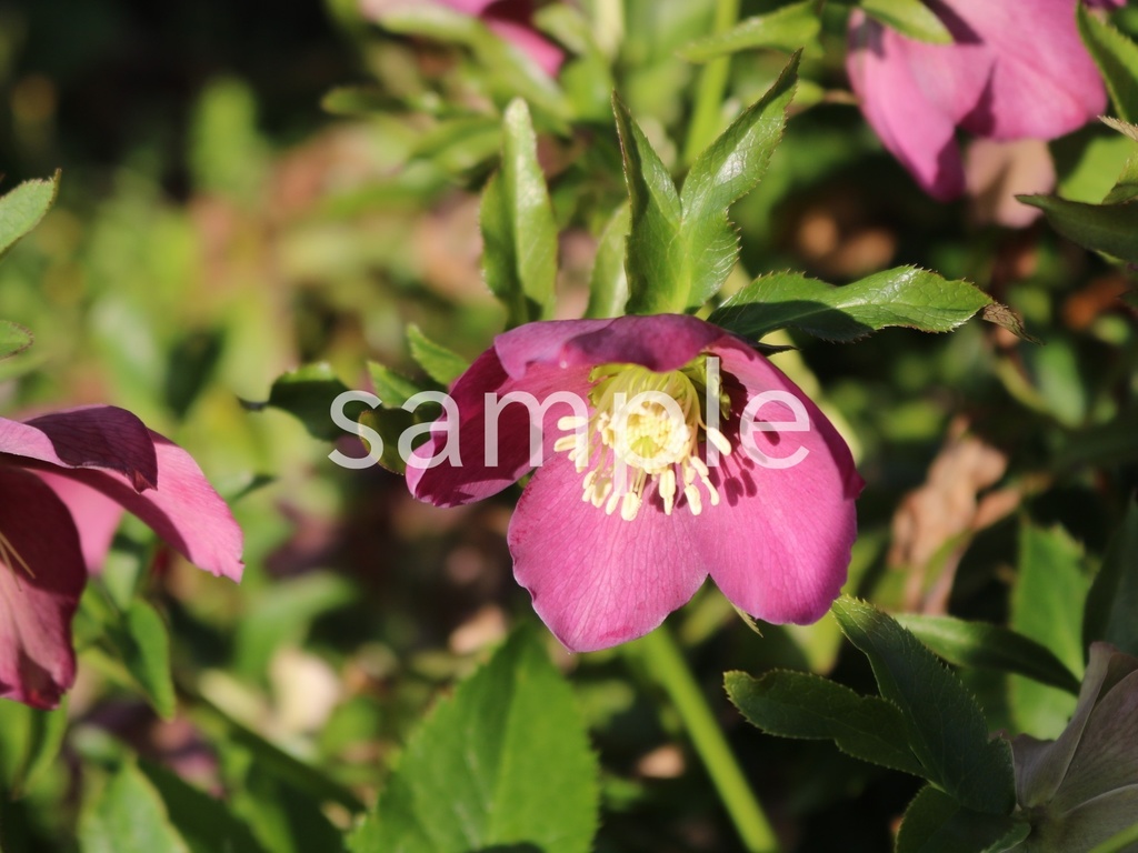 写真素材『紫のクリスマスローズ5』