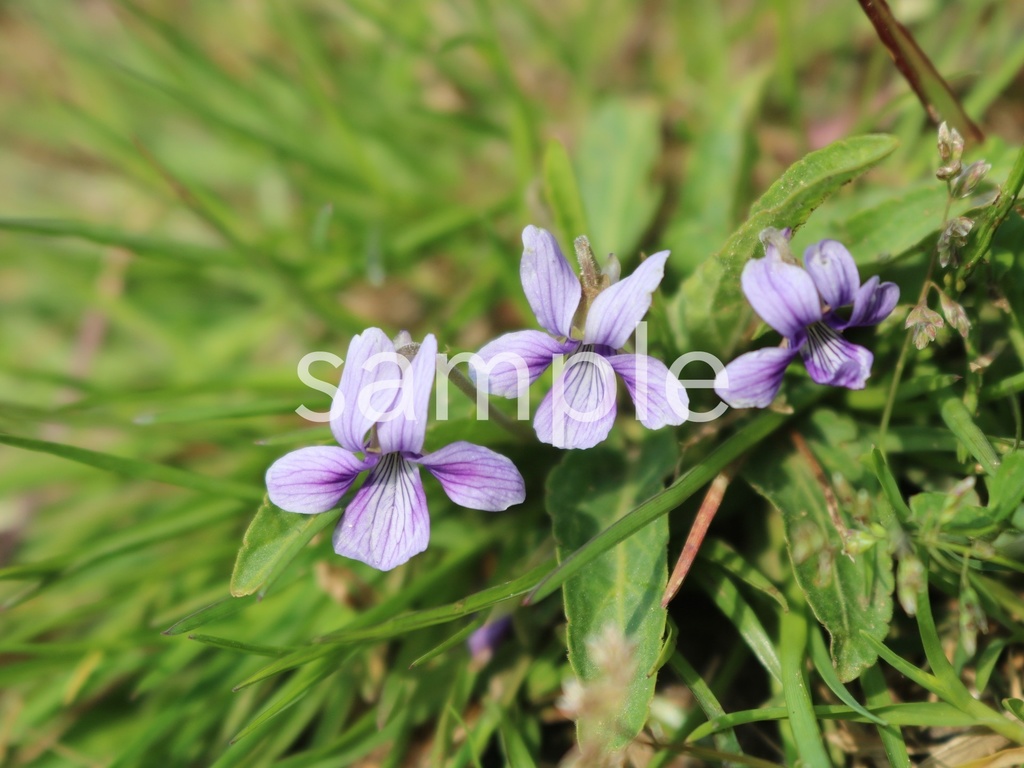 写真素材『紫のスミレ2』