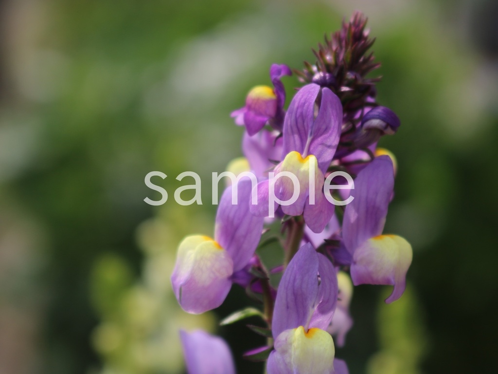 写真素材『紫のリナリア4』