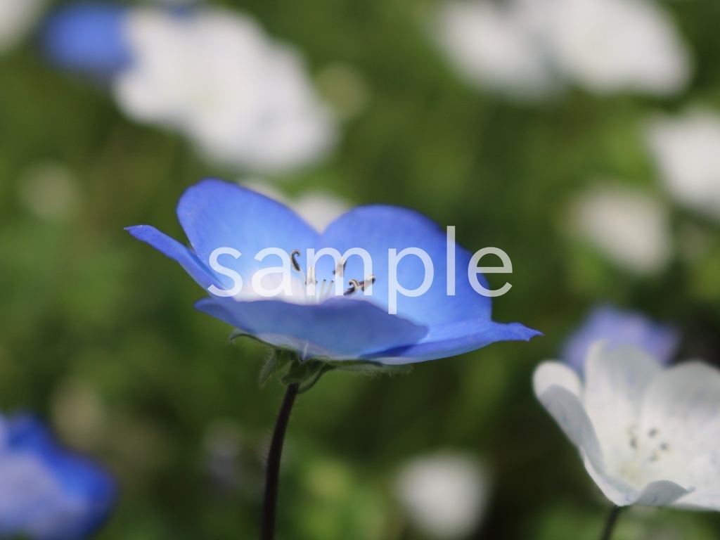 写真素材『青いネモフィラ10』