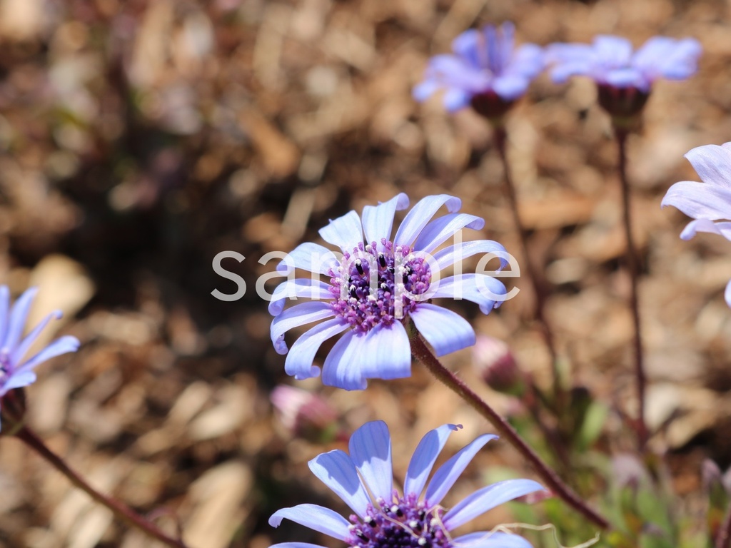 写真素材『青いフェリシア』