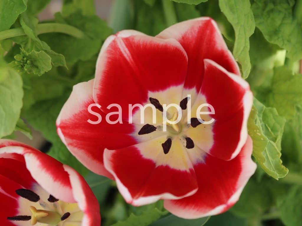 写真素材『赤いチューリップ2』