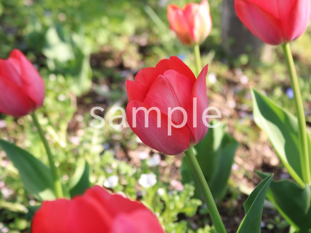 写真素材『赤いチューリップ3』